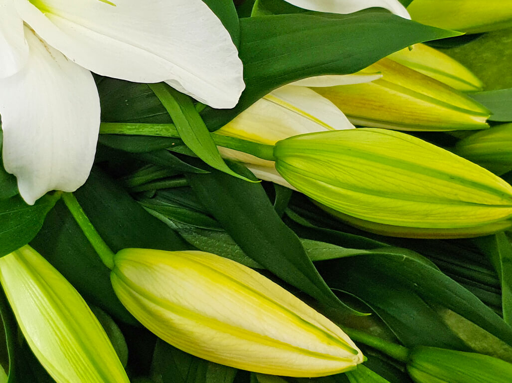 Perfumed Perfection Oriental Lilies Touchwood Flowers Port Macquarie