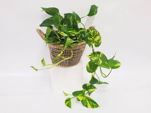 Devils Ivy in a Basket Plant