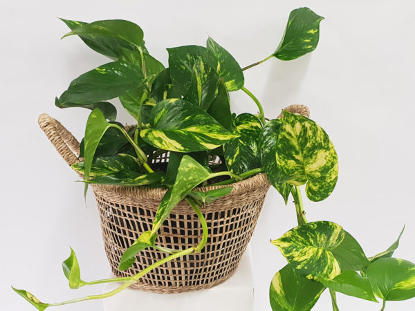 Devils Ivy in a Basket Plant