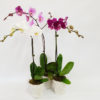 elegant orchid gift plant