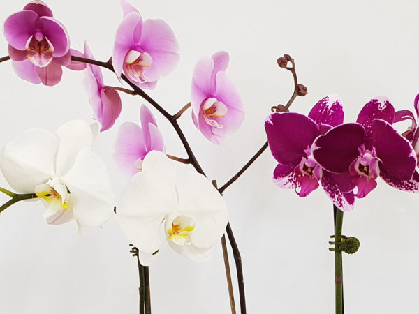 elegant orchid gift plant