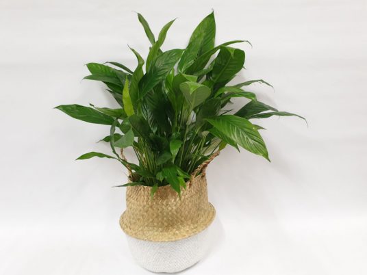 peace lilly gift basket