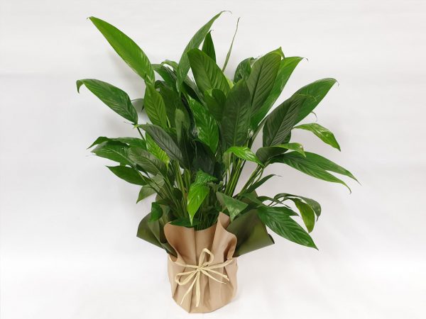 peace lilly gift wrapped