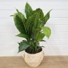 Peace Lily Plant
