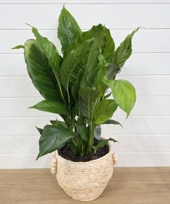 Peace Lily Plant