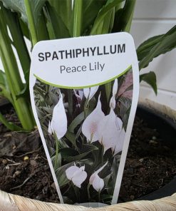 Peace Lily Plant