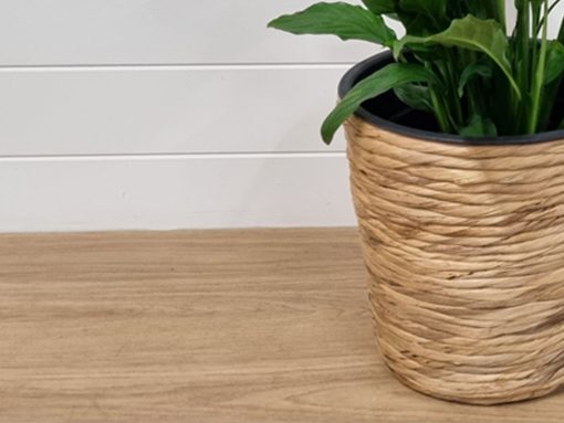 Peace Lily Plant - Image 5