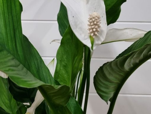 Peace Lily Plant - Image 2